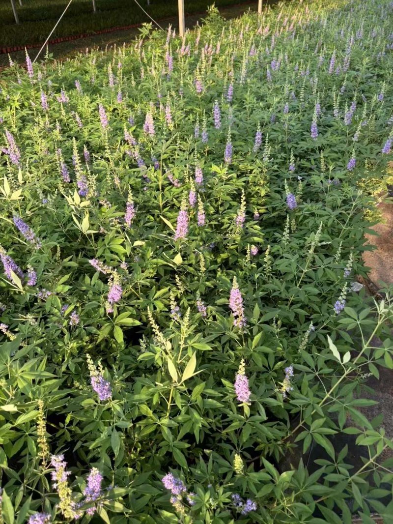 穗花牡丹荊穗花牡荊