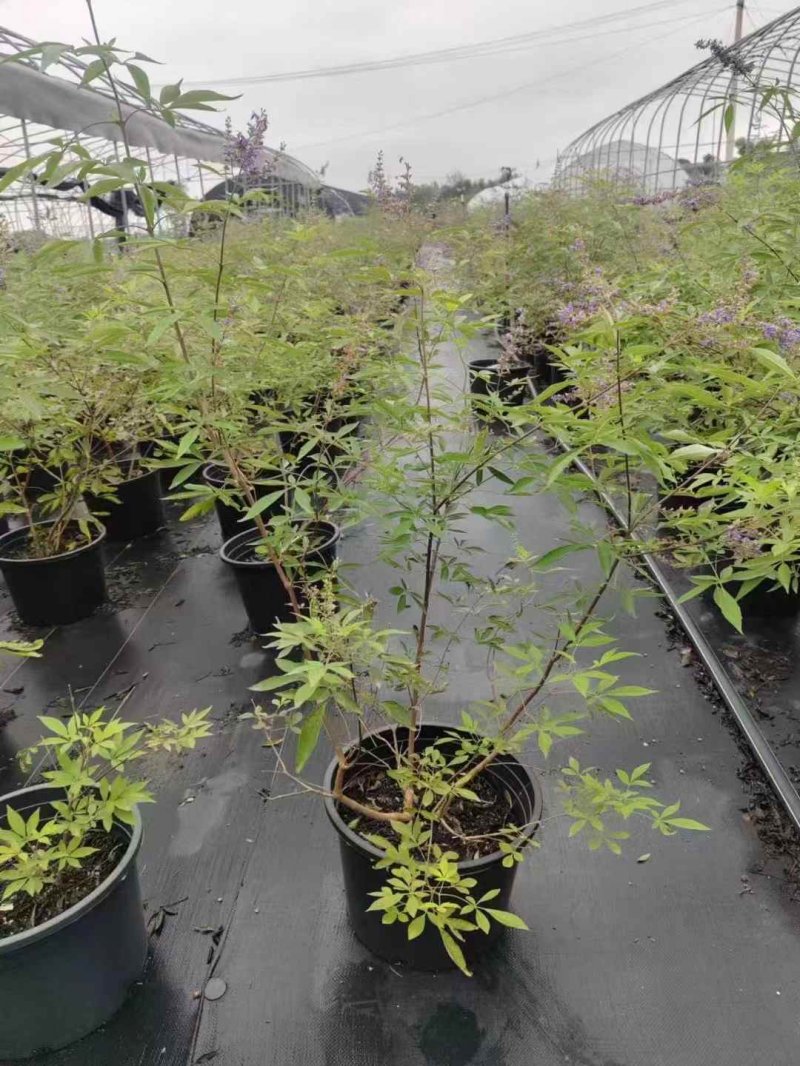 穗花牡丹荊穗花牡荊