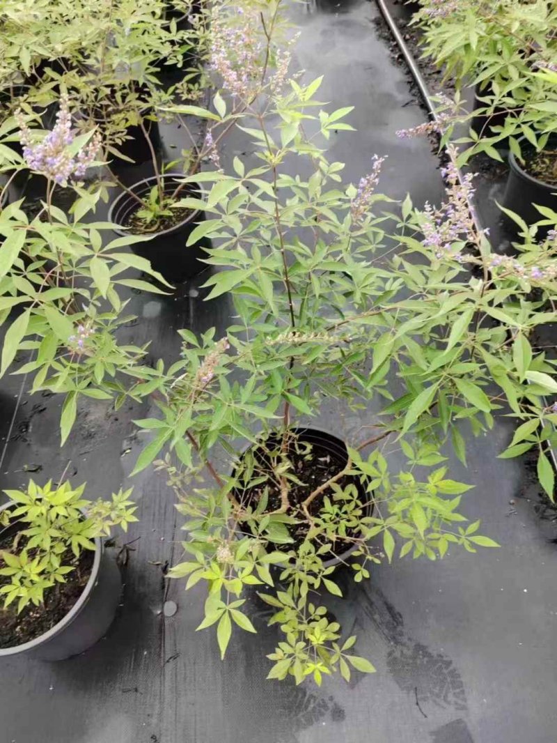 穗花牡丹荊穗花牡荊