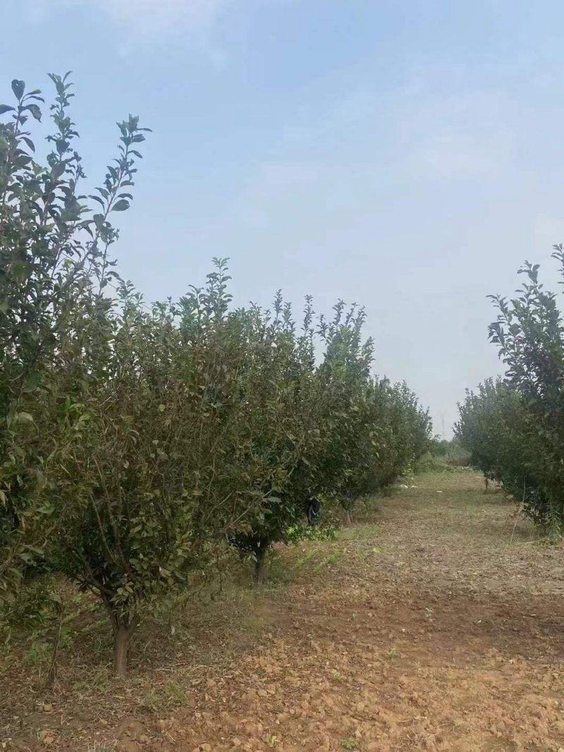 果樹李子樹