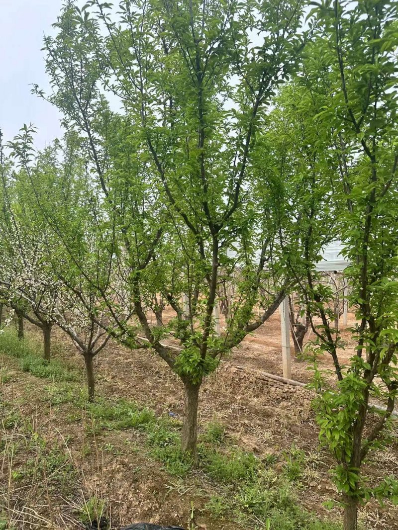 果樹李子樹