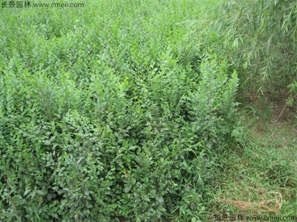 <a href='http://m.wuzhouwash.com/linmuzhongzi/1836.html' target='_blank'>白榆種子</a>發(fā)芽出苗圖片