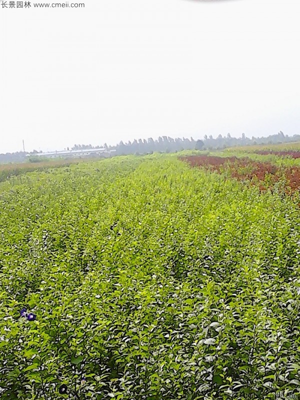 白榆<a href='http://m.wuzhouwash.com/' target='_blank'>種子</a>發(fā)芽出苗圖片