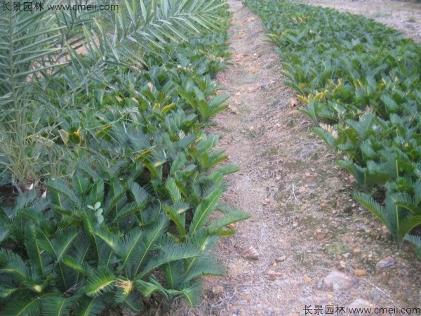 <a href='http://m.wuzhouwash.com/linmuzhongzi/1717.html' target='_blank'>鐵樹種子</a>發(fā)芽出苗圖片