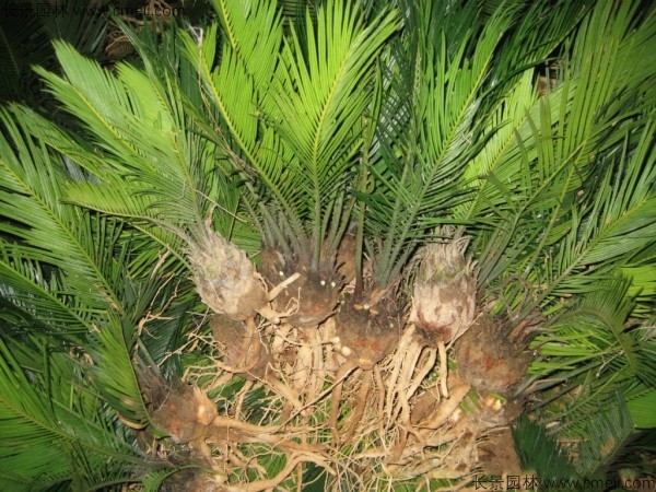 <a href='http://m.wuzhouwash.com/linmuzhongzi/1717.html' target='_blank'>鐵樹種子</a>發(fā)芽出苗圖片