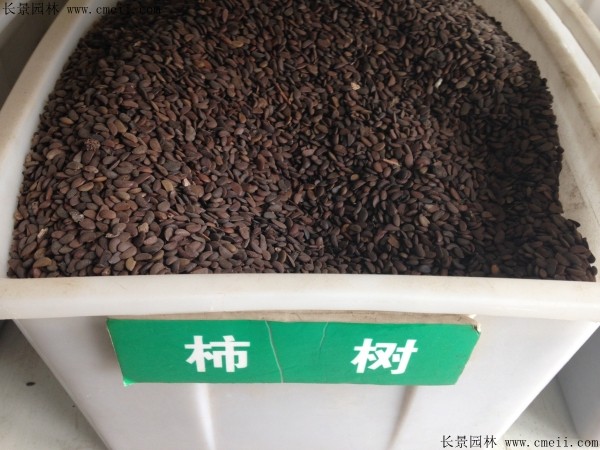 <a href='http://m.wuzhouwash.com/guoshuzhongzi/1878.html' target='_blank'>柿樹種子</a>圖片