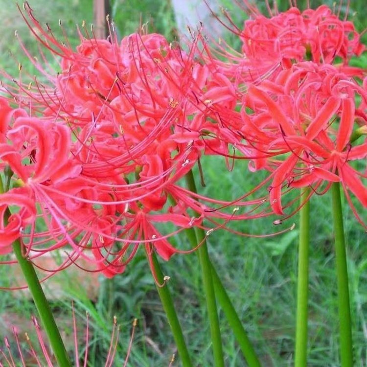 石蒜開花照片
