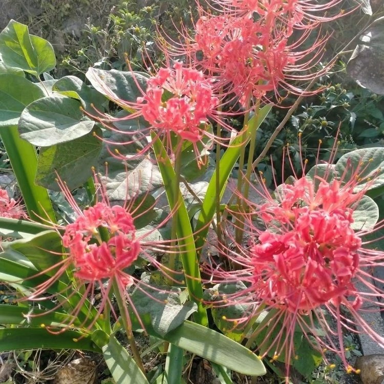 石蒜開花照片