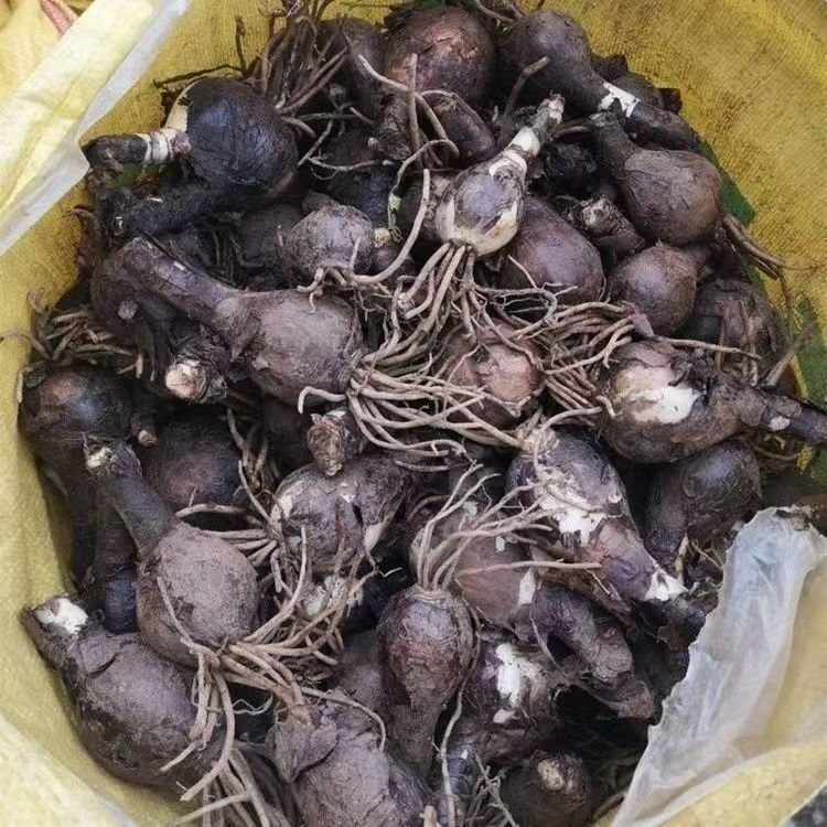 石蒜種球種根種苗
