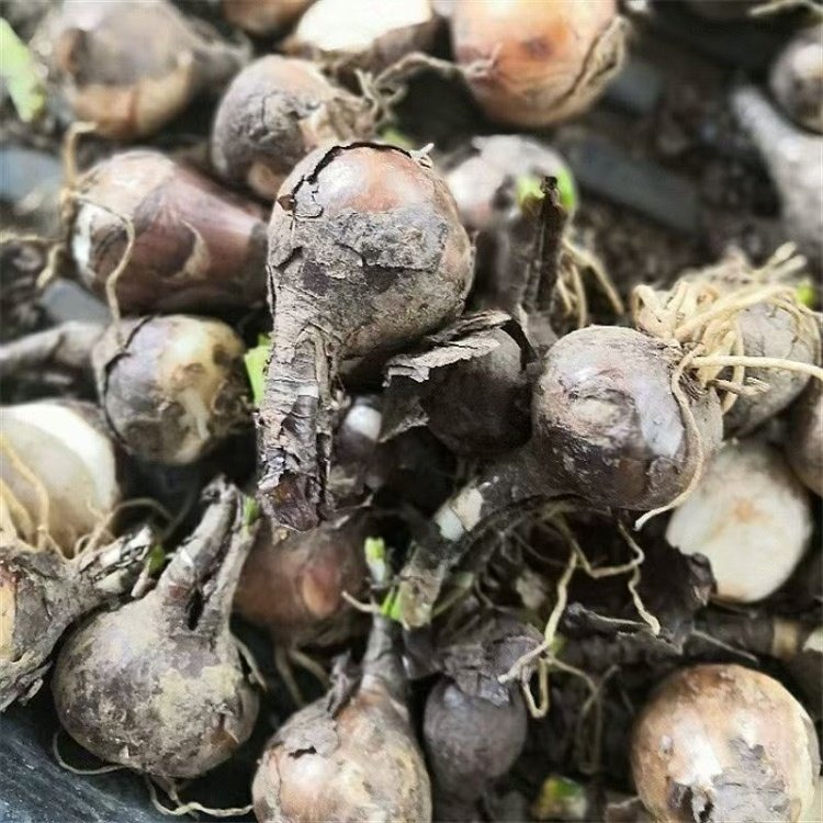石蒜種球種根種苗
