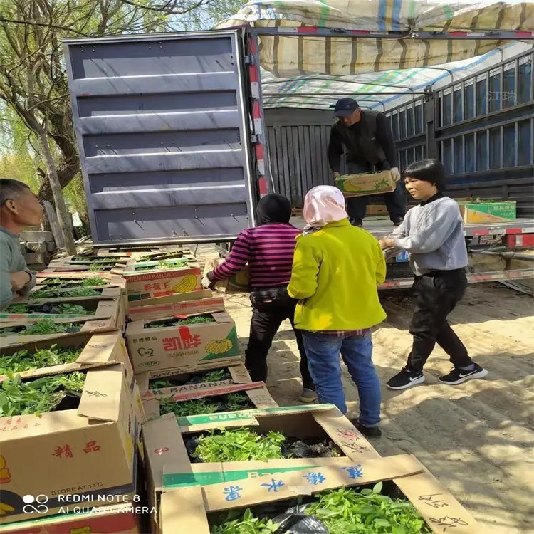 大花婆婆納盆栽杯苗