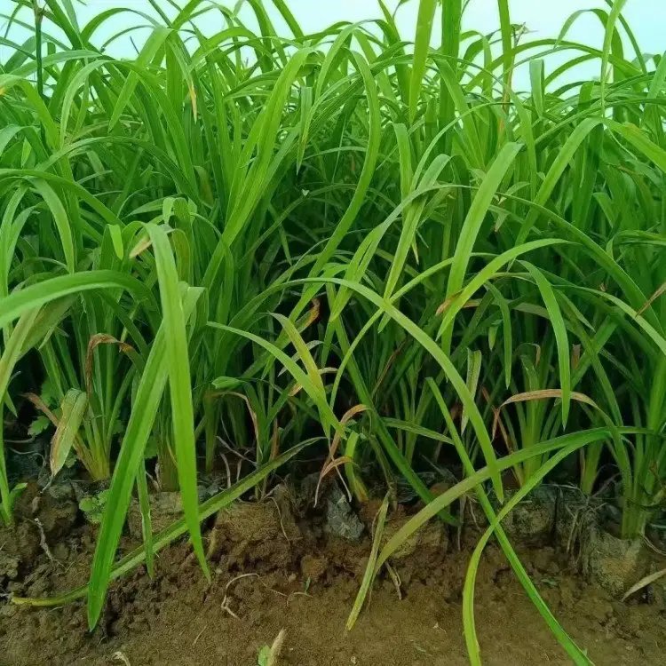 大花<a href='http://m.wuzhouwash.com/caobenzhiwu/3404.html' target='_blank'>萱草</a>杯苗盆栽容器苗