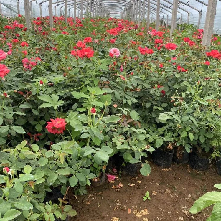 大花月季杯苗袋苗容器苗