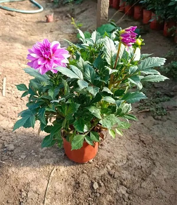 <a href='http://m.wuzhouwash.com/caohuazhongzi/1038.html' target='_blank'>大麗花</a>杯苗容器苗