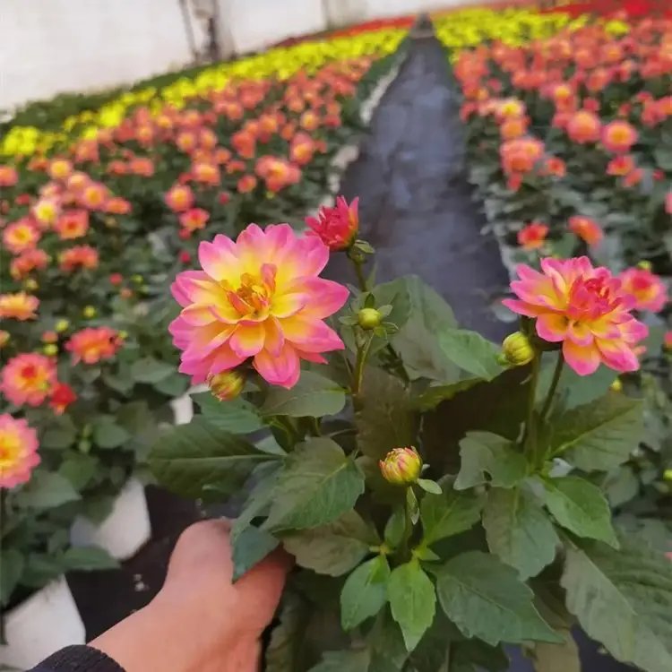 大麗花杯苗容器苗