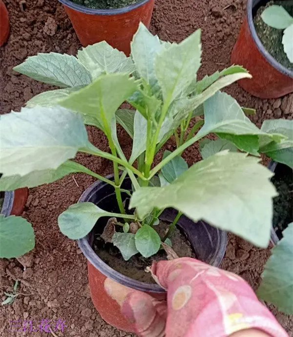 <a href='http://m.wuzhouwash.com/caohuazhongzi/1038.html' target='_blank'>大麗花</a>杯苗容器苗