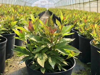 大麻葉澤蘭