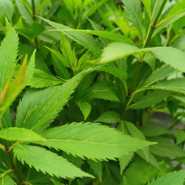 大麻葉澤蘭杯苗容器苗