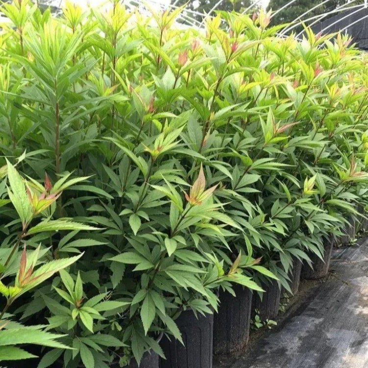大麻葉澤蘭杯苗容器苗