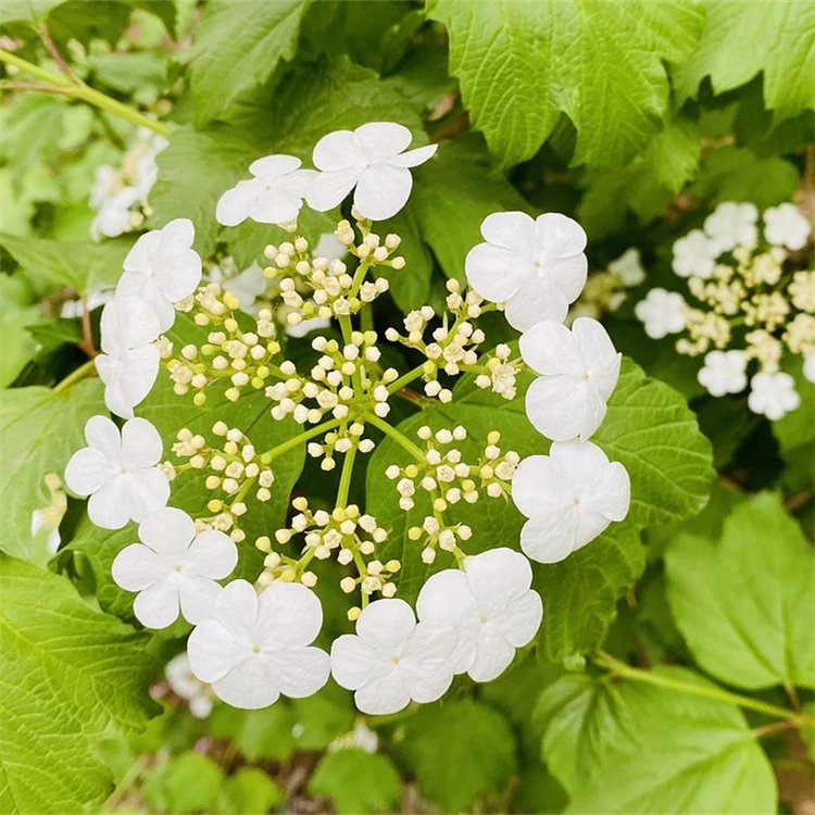 地中海<a href='http://m.wuzhouwash.com/linmuzhongzi/2225.html' target='_blank'>莢蒾</a>容器苗