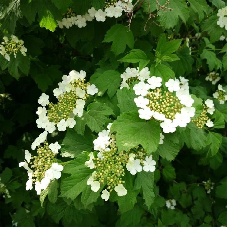 地中海<a href='http://m.wuzhouwash.com/linmuzhongzi/2225.html' target='_blank'>莢蒾</a>容器苗
