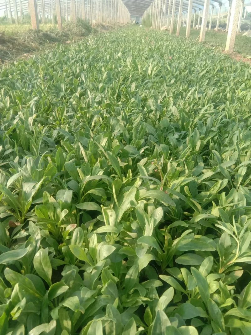 吊鐘柳杯苗容器苗