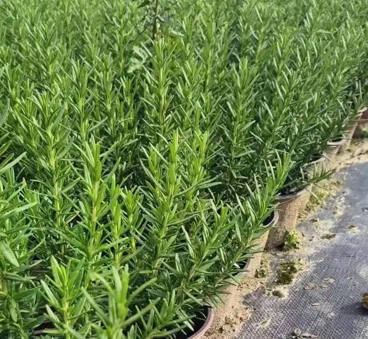 迷迭香杯苗容器苗
