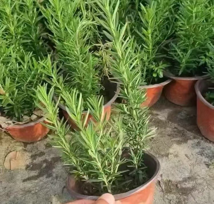 迷迭香杯苗容器苗