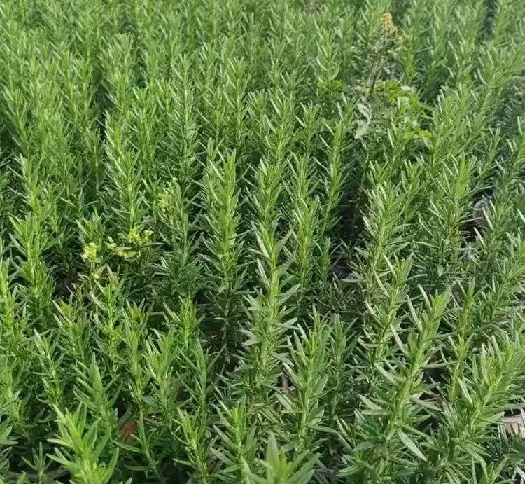 迷迭香杯苗容器苗