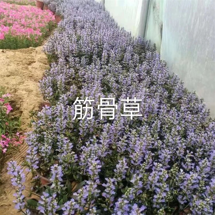 多花筋骨草杯苗容器苗