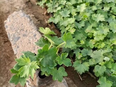 飛燕草
