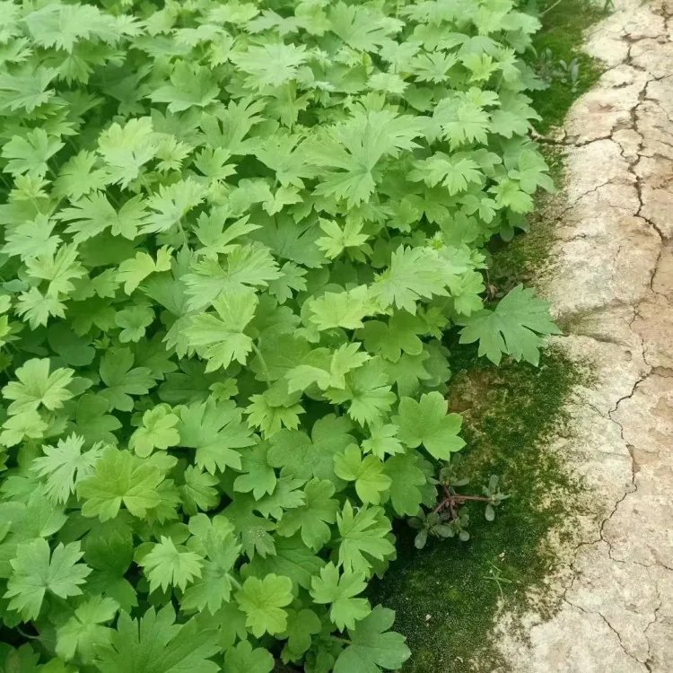飛燕草杯苗容器苗