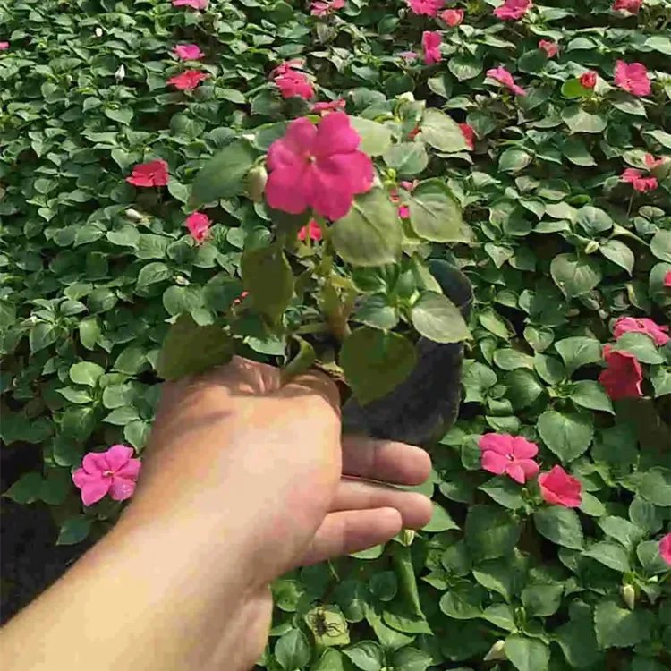 非洲鳳仙杯苗容器苗盆栽
