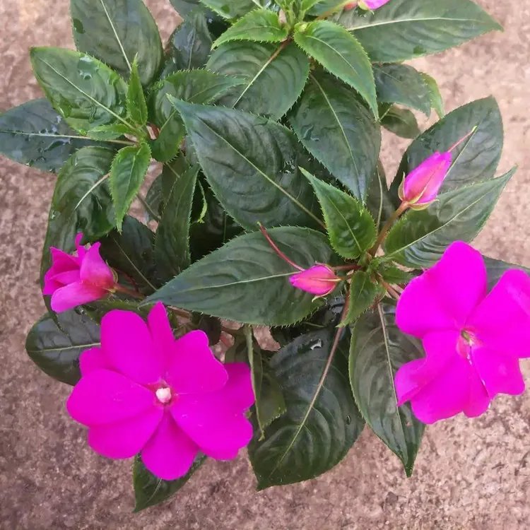 非洲鳳仙杯苗容器苗盆栽