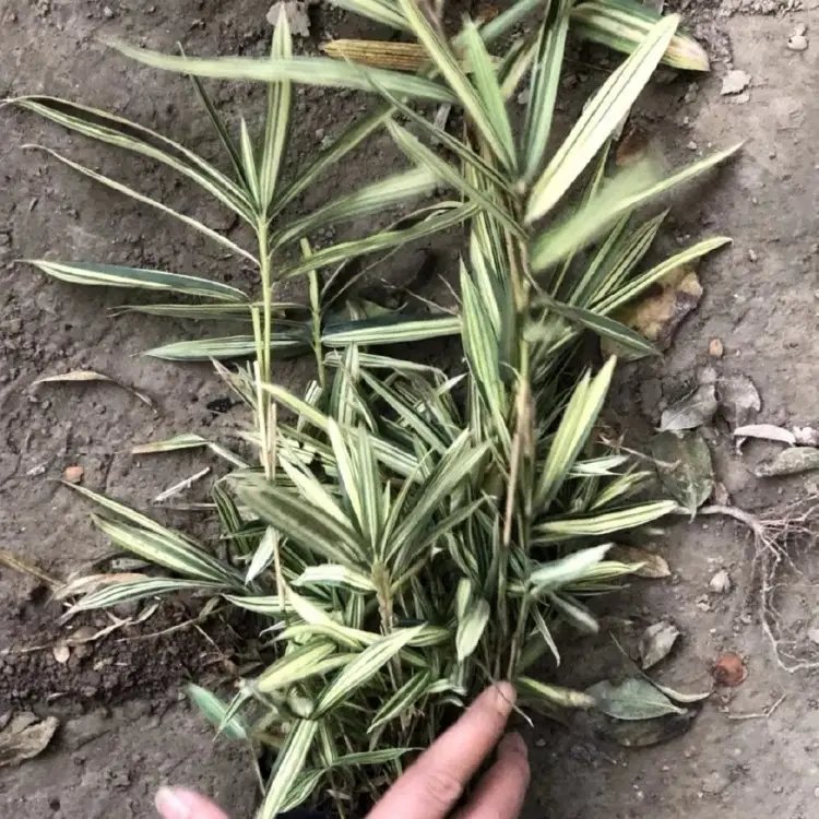 菲白竹杯苗容器苗