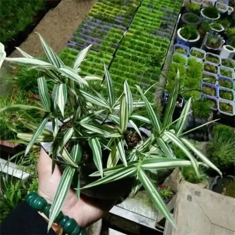 菲白竹杯苗容器苗
