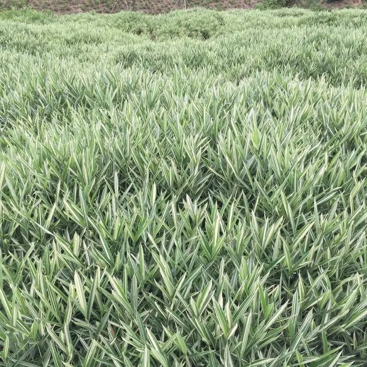 菲白竹杯苗容器苗