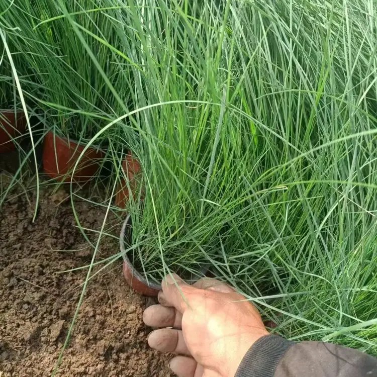 粉黛亂子草杯苗容器苗