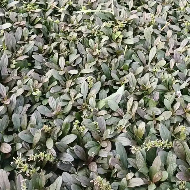粉花筋骨草杯苗容器苗