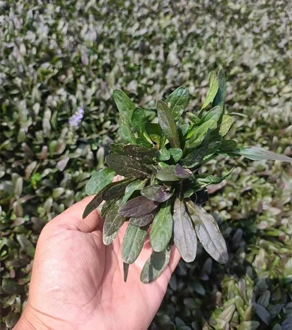 粉花筋骨草杯苗容器苗