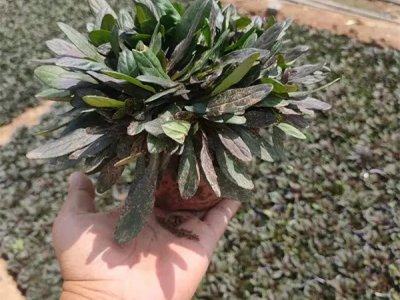 粉花筋骨草