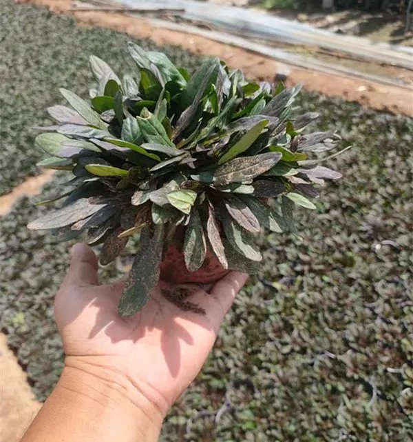 粉花筋骨草杯苗容器苗
