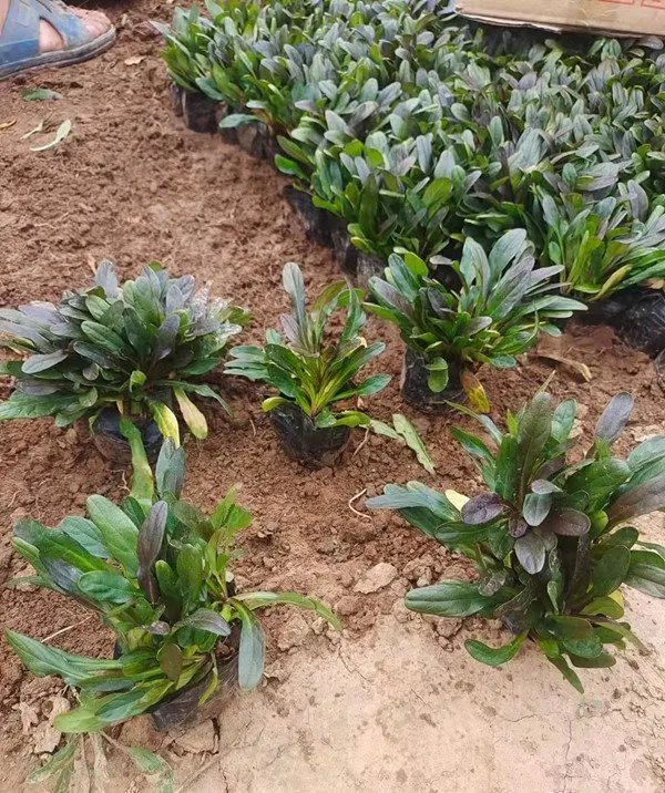 粉花筋骨草杯苗容器苗