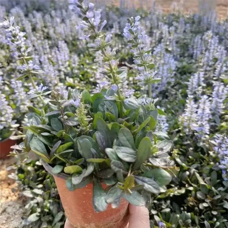 粉花筋骨草杯苗容器苗