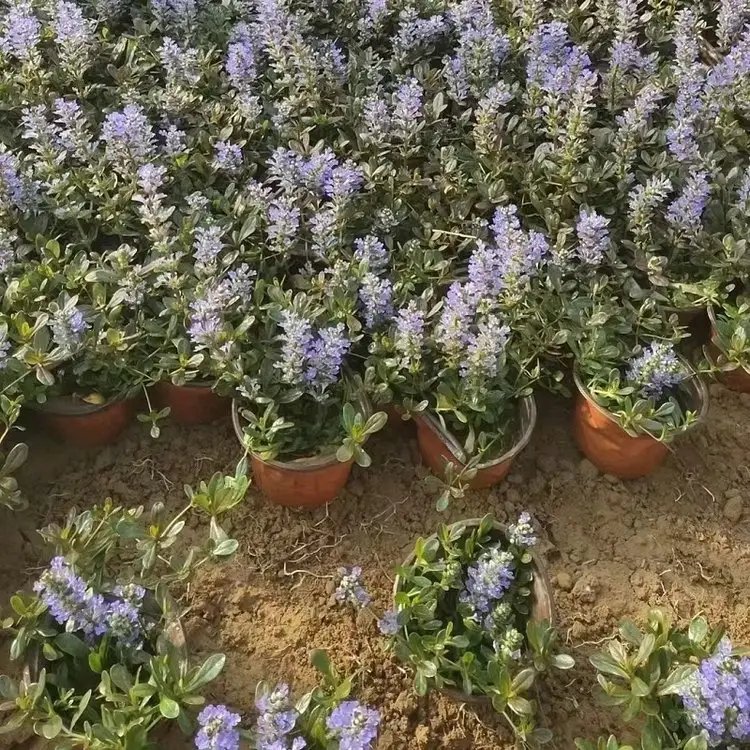 粉花筋骨草杯苗容器苗