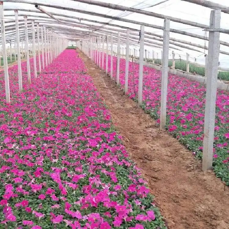 粉色牽牛花杯苗容器苗