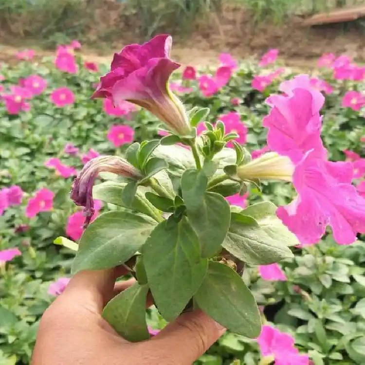 粉色牽牛花杯苗容器苗