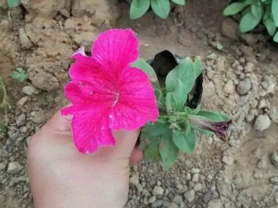 粉色牽?；? />
								
								</a>
						</div>
                        <div   id=