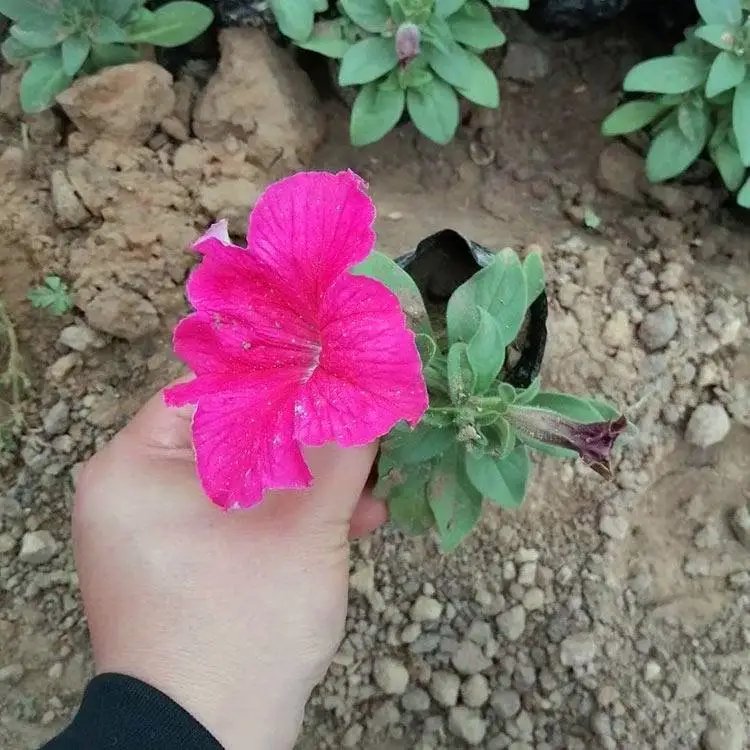 粉色<a href='http://m.wuzhouwash.com/caohuazhongzi/1613.html' target='_blank'>牽?；?/a>杯苗容器苗