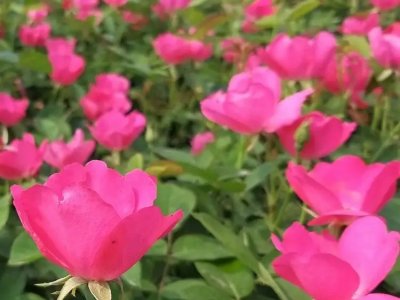 豐花月季